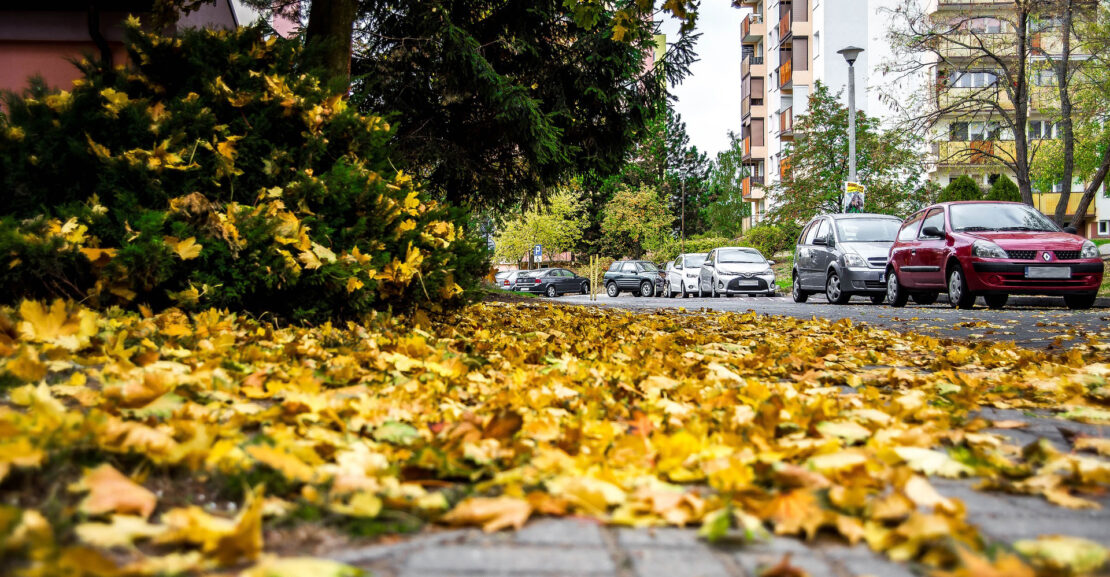 Las hojas caídas en otoño pueden resultar muy peligrosas para la conducción