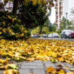 Las hojas caídas en otoño pueden resultar muy peligrosas para la conducción