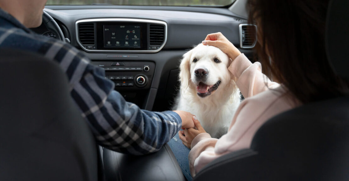 Un Golden Retriever dentro de un coche