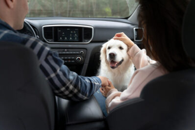 Un Golden Retriever dentro de un coche